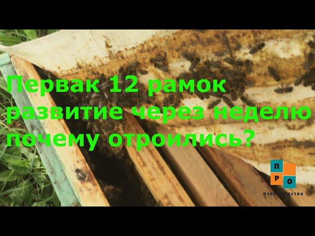 Мощный рой первак занял 11 рамок, как развился через 1,5 недели!? Почему вышел во время взятка?