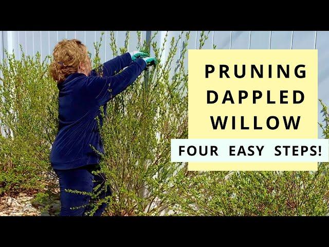 Pruning Dappled Willow in Four Easy Steps (Salix Hakuro Nishiki)