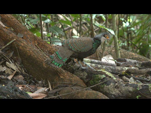 BORNEO A WILDLIFE ODYSSEY - PART 1 #wildlife #birds #birding #borneo