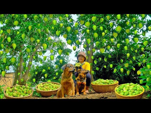 Harvesting Noni Goes To Market Sell  - Sugar-Soaked Noni, Cooking | Tieu Lien