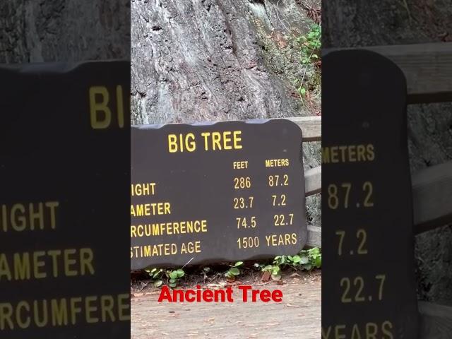 Ancient Tree