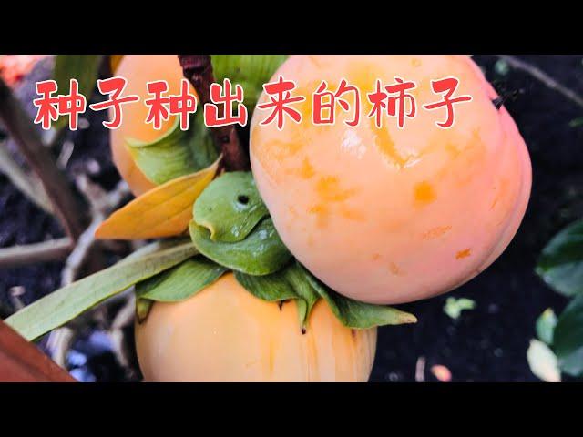 种子种出来的柿子 # 美国Oregon 后院种植分享 #  日常生活https://youtube.com/@yanhuang6825