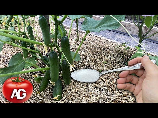 I was shocked! After this feeding, even dead Cucumbers, Tomatoes give a huge harvest!