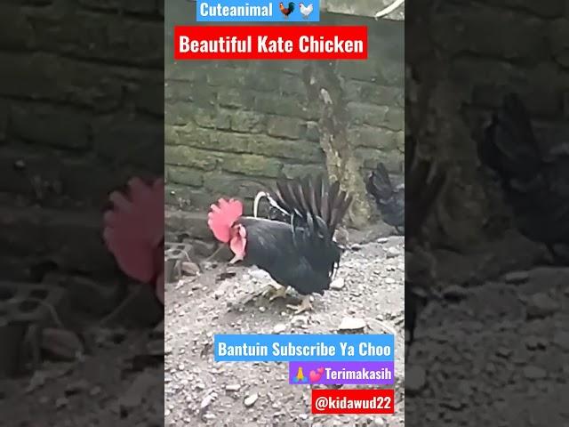 cuteanimal BEAUTIFULL KATE CHICKEN#shortsyoutube #cuteanimals #ayamkateindonesia @kidawud22