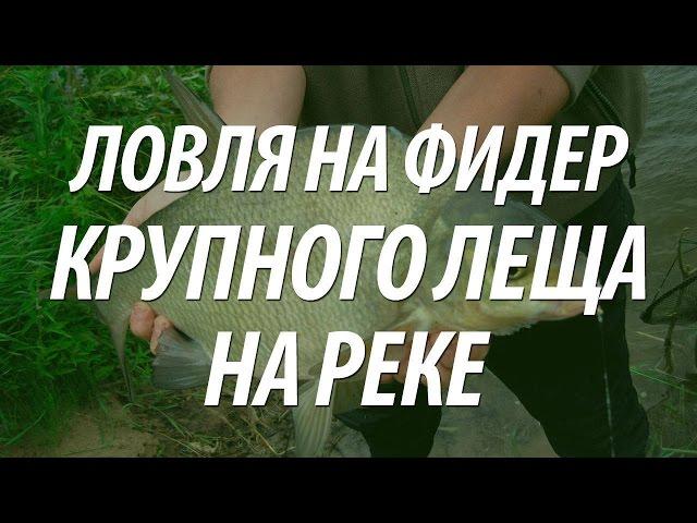 КАК ПОЙМАТЬ ЛЕЩА НА ФИДЕР. РЕЧНАЯ РЫБА ЛЕЩ
