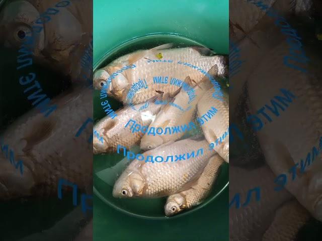 #Диктуй Клёв #Рыбалка #Fishing #Fish #Кайф