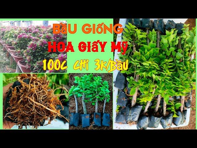 CHÀO BÁN BẦU GIỐNG HOA GIẤY MỸ, CÂY GIÀ RỄ KHỎE #hoagiấy #hoakiengthanhnam #hoagiaymy