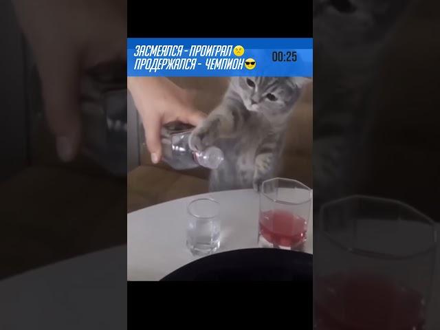 Смех до слез V6 Лучшие Приколы 2024