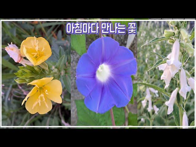 [정원관리]걸어야 사는 인생이 이른 아침마다 만나는 꽃 이야기 The story of a flower that lives on foot meet every early morning