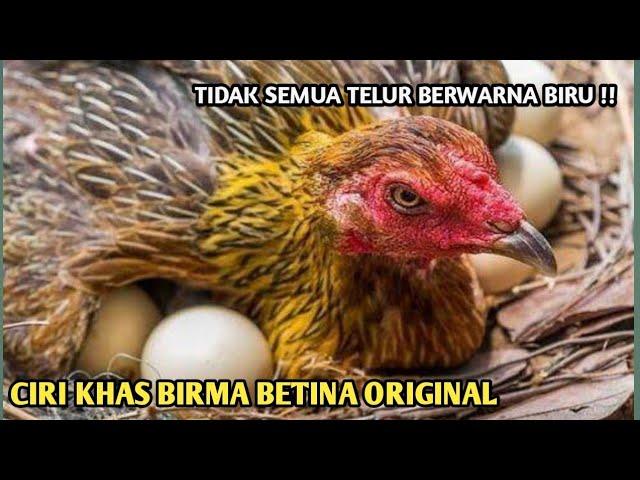 salah satu ciri khas ayam birma betina | ayam BIRMA betina