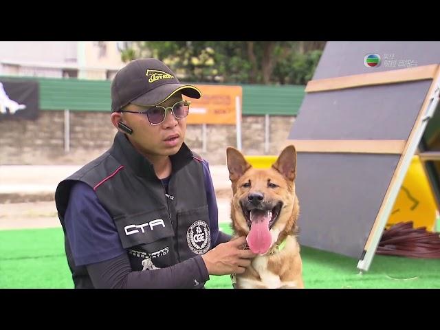 職場制勝 20180420 犬隻訓練員 (練狗師)