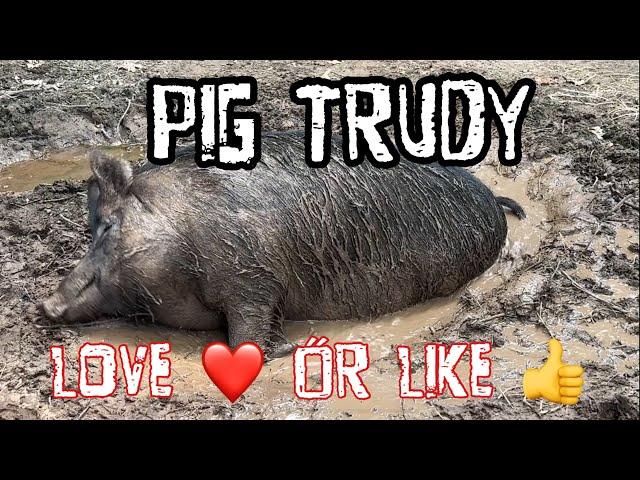 Time to vote: do you  or ️ Pig Trudy?