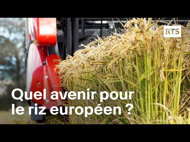 Les défis de la production du riz en Europe | RTS