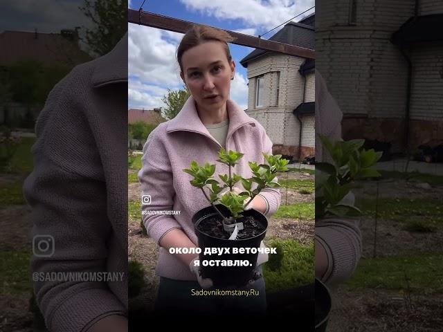 Самарская Лидия. Метельчатая гортензия. Питомник САД ГОРТЕНЗИЙ