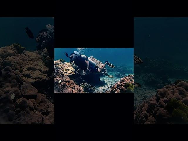 Дайвинг #phukettour #travel #thailandguide#Andaman sea #путешествиетаиланд