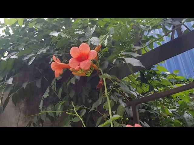 Hoa đăng tiêu hoa leo giàn đẹp đáng trồng giá rất rẻ