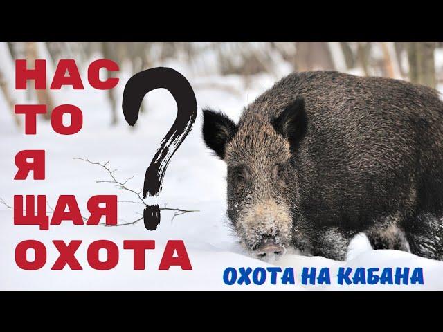 Настоящая охота? Охота на кабана.