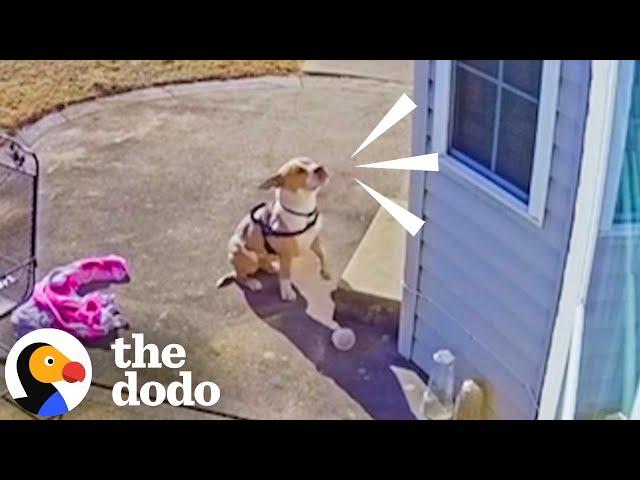 Stray Pittie Cries Outside Their Door To Be Let In From The Cold | The Dodo