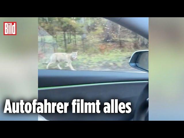 Wolf jagt Radler über Landstraße