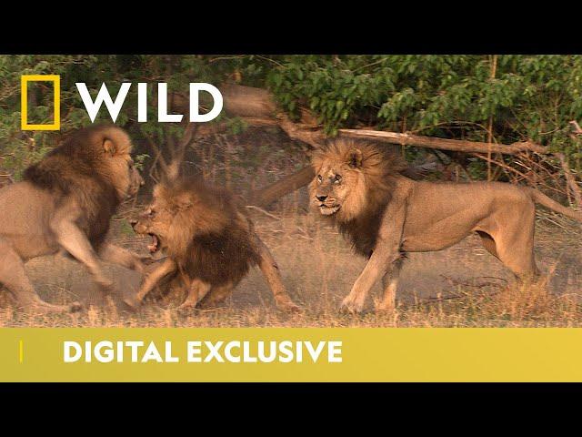 Lion Pride Vs Nomads | Wild Africa | National Geographic WILD UK