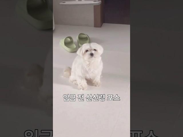 말티즈 뽀순이 임금 전 그리고 입금 후 ㅋㅋㅋ (Before/After)