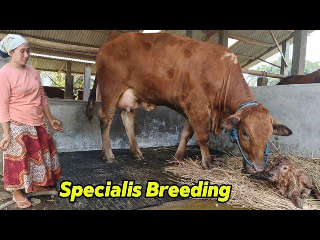 PANEN PEDET, SAPI BERANAK LAGI DI KANDANG BREEDING LEMBU FIGHTER‼️