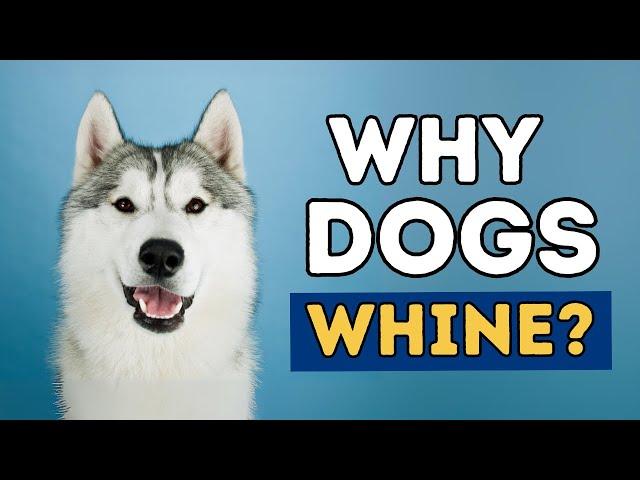 How To Stop Dog Whining