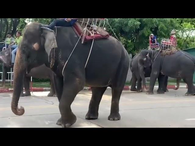 Visiting the Elephants at the Cambodia Zoo in Phnom Penh