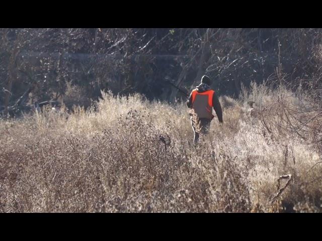 Pro Bird Dog 2 - Rose Idaho Pheasants