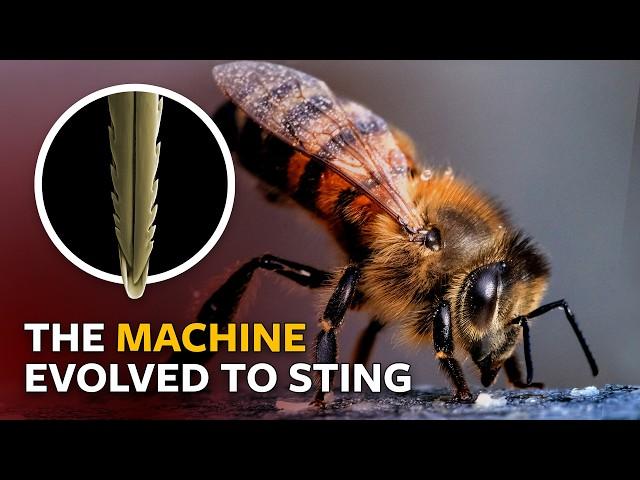 How do bee stingers work?