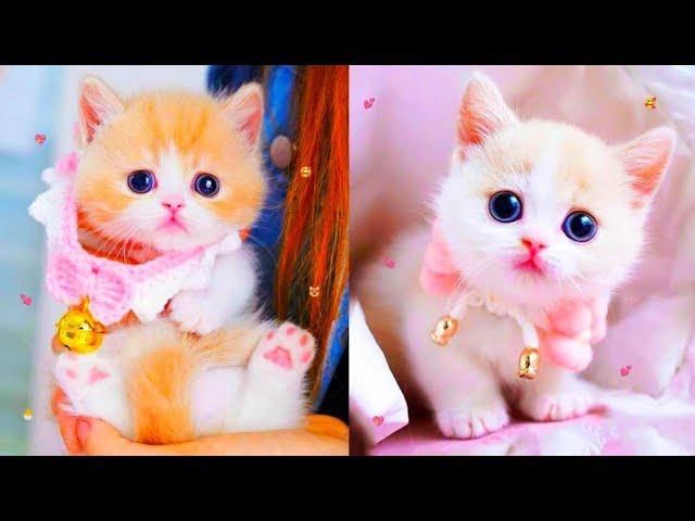 5 Minutes of Adorable Kittens | cute kittens videos compilation 2024