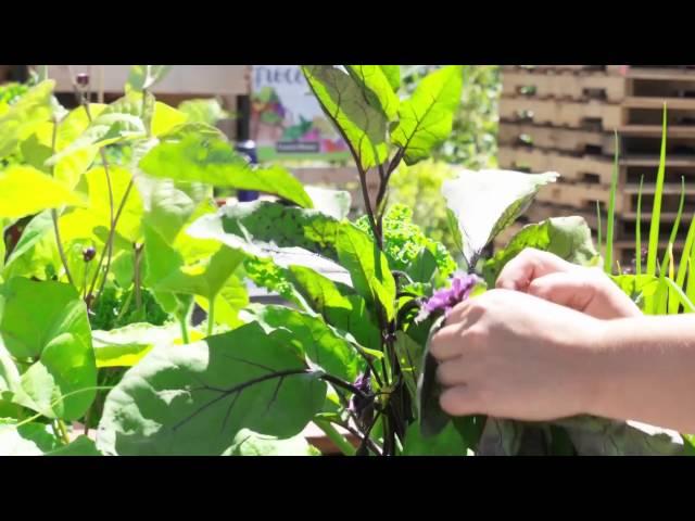 How to Prune Eggplant