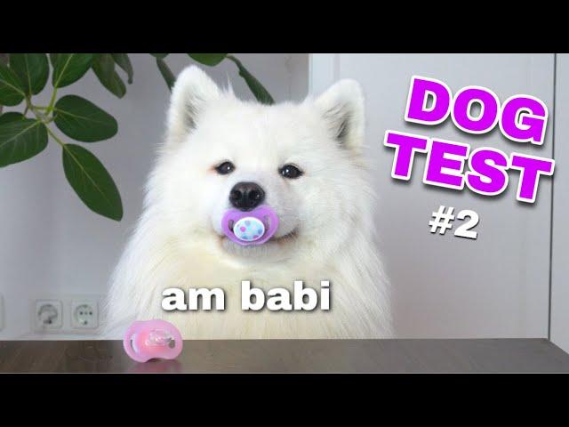 Dog Tests Different Human Items #2