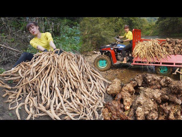 Use 4-wheeled Vehicle Trucks Harvesting Lots Of Medicinal Forest Roots Sell to Traders | Duong Farm