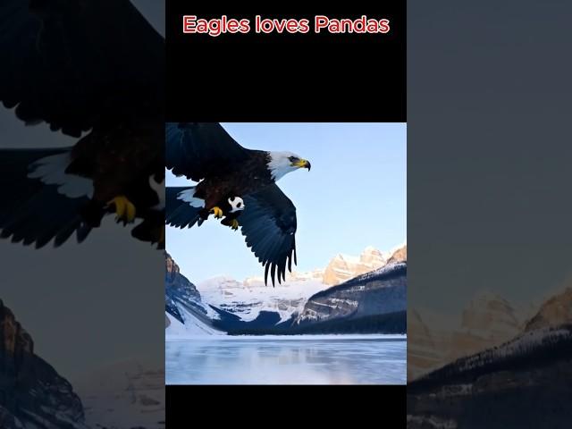 Eagles love Pandas #viralvideo #trending