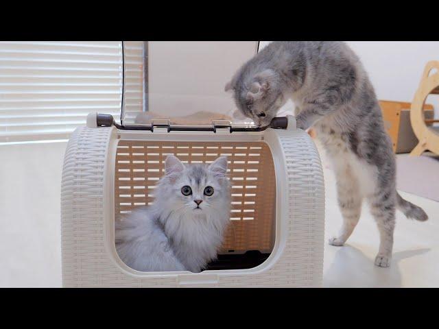 This cute kitten meows because he's nervous about going out alone for the first time...