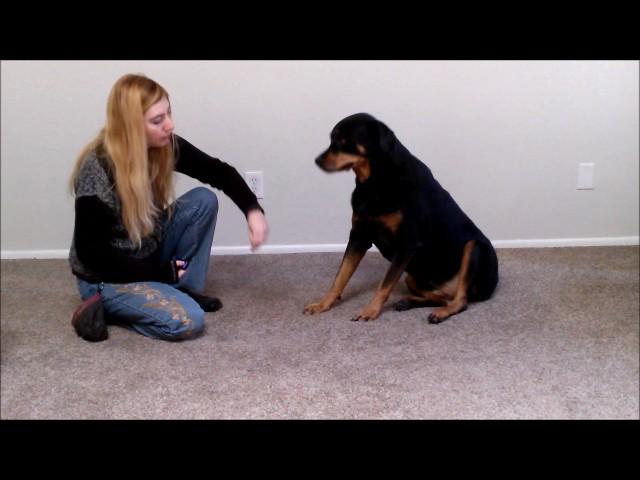 How to train your Rottweiler Dog to Play Dead  (Bang!)