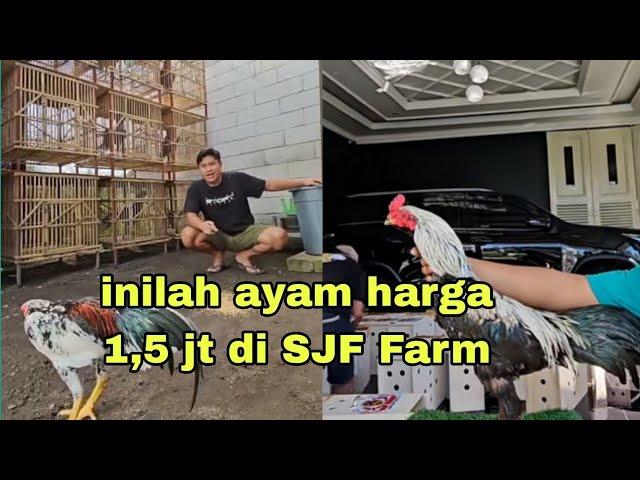 Harga 1,5 jt di SJF Farm