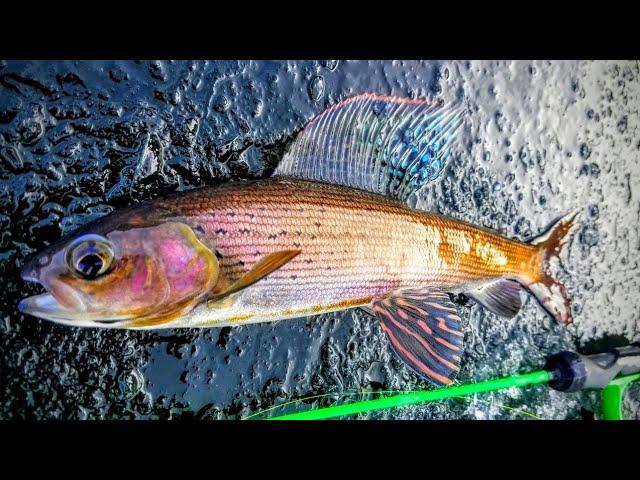 Ice Fishing Backcountry Artic Grayling