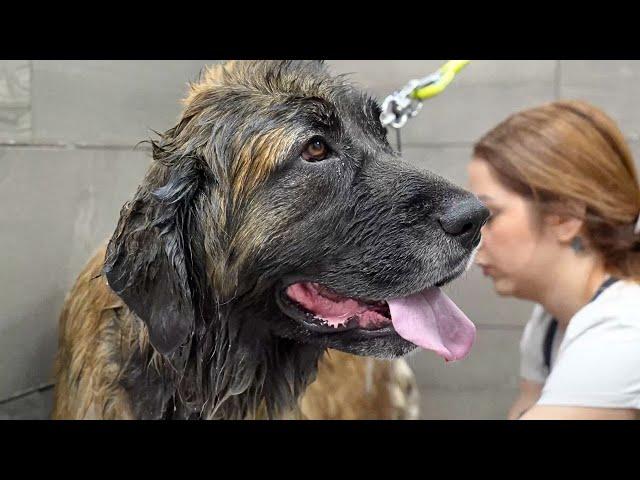 CRAZY transformation & blow-out on this beautiful Leonberger Dog