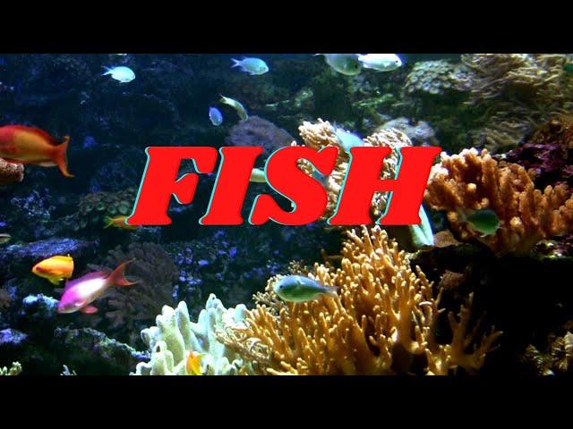 FISH | All About Fish Facts for KIds