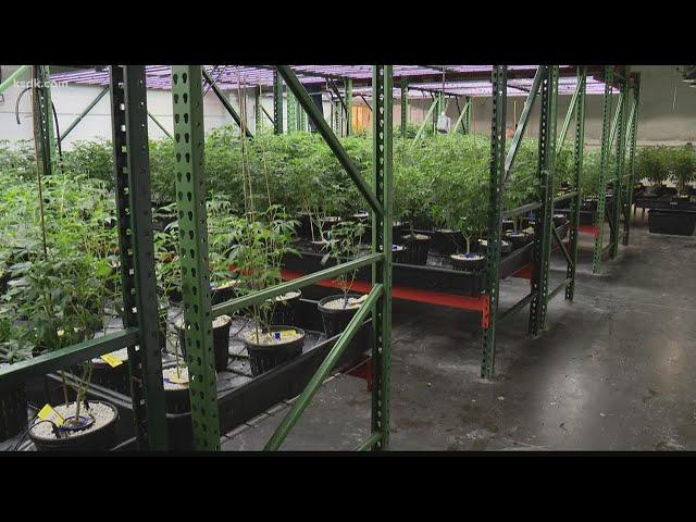 Largest medical marijuana grower in Missouri sets up shop in St. Louis County