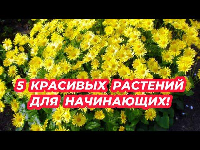 5 многолетников для начинающих! Самые неприхотливые цветы для сада