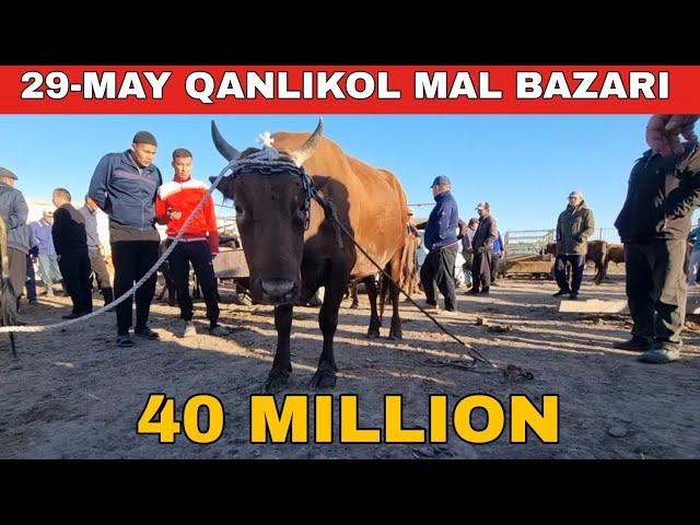 29-МАЙ/КАНЛЫКОЛ МАЛ БАЗАРЫ/СКОТНЫЙ РЫНОК/BUQALAR/BIG BULLS IN THE WORLD/BIG COW