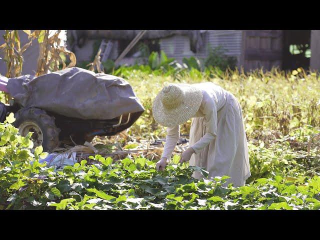 가을 냄새가 물씬 풍기는 풍요로운 농촌의 가을 일상  Autumn in South Korea