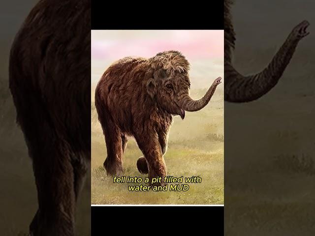 This mammoth fell into a swamp and froze for 40,000 years.#history #science