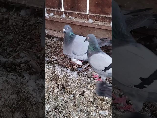 Pigeons breeding in loft #birds #pigeonbaby #racingpigeons #pigeon #pigeonloft