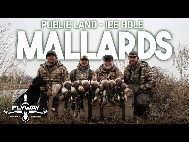 Ice Hole MALLARDS On Public Land