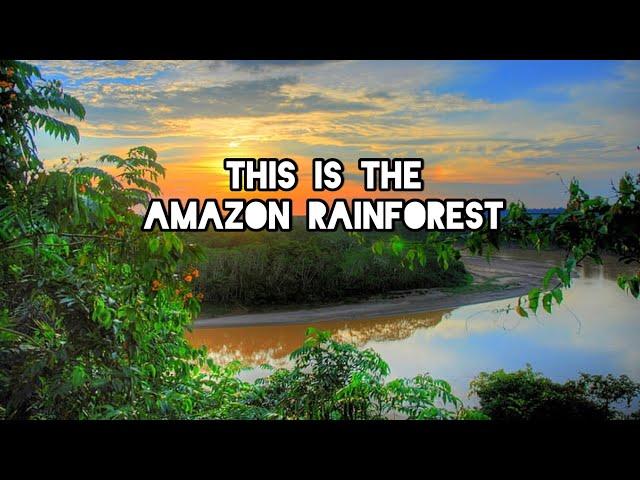 This is the Amazon  | Rainforest Tours Brazil  | Off Roads Travel