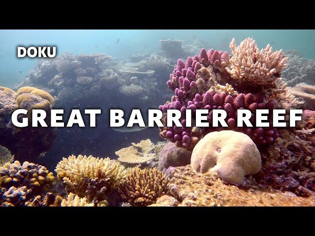 Great Barrier Reef (captivating underwater documentary | Australia Barrier Reef | documentary)